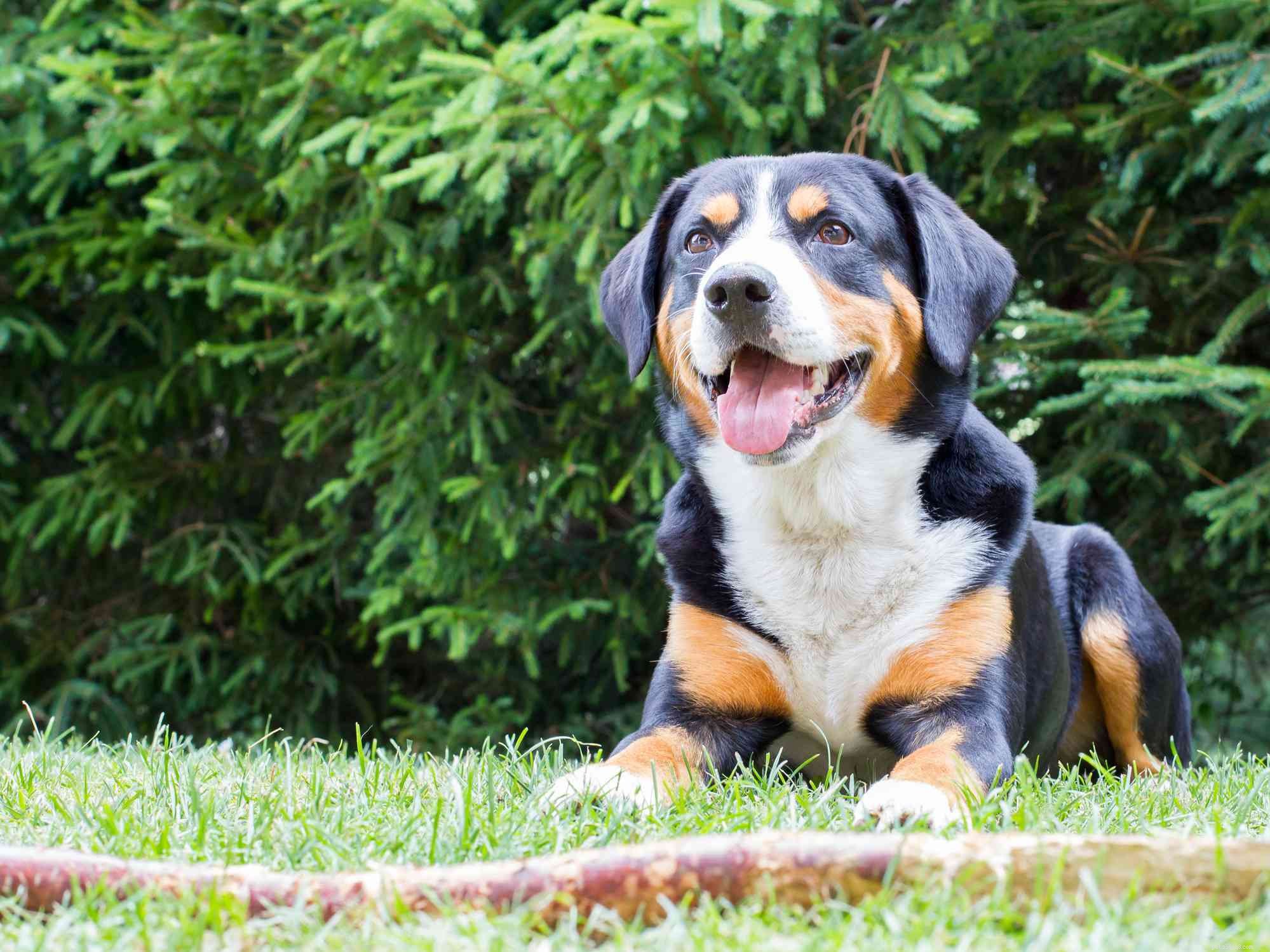 Appenzeller Sennenhund:perfil da raça do cão