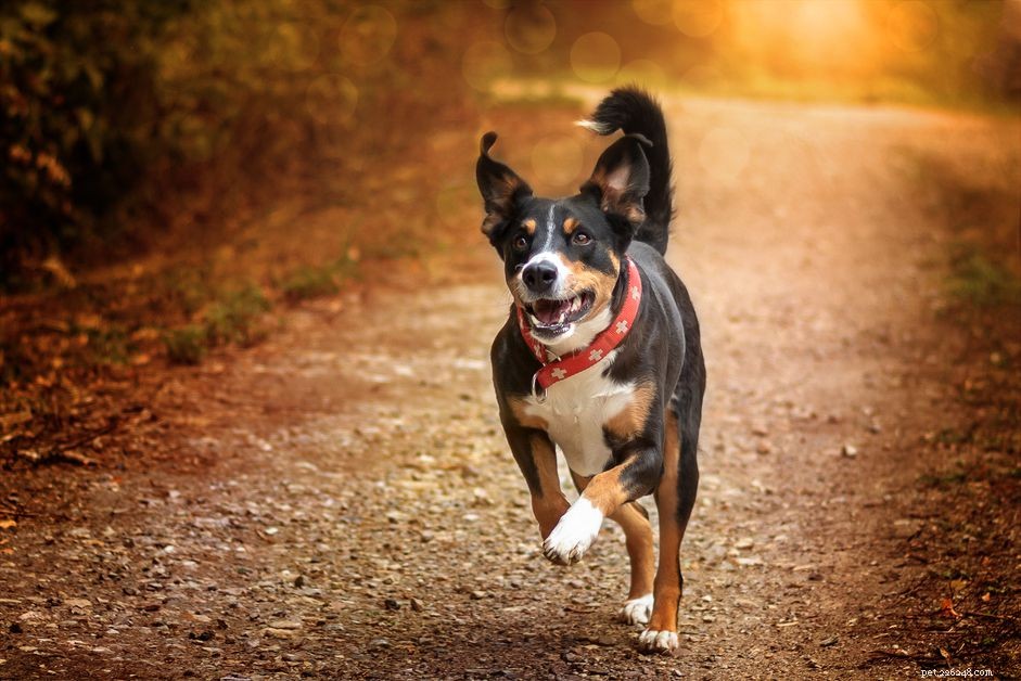 Appenzeller Sennenhund:profilo razza canina