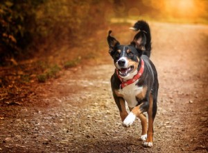 Appenzeller Sennenhund:Profil psího plemene