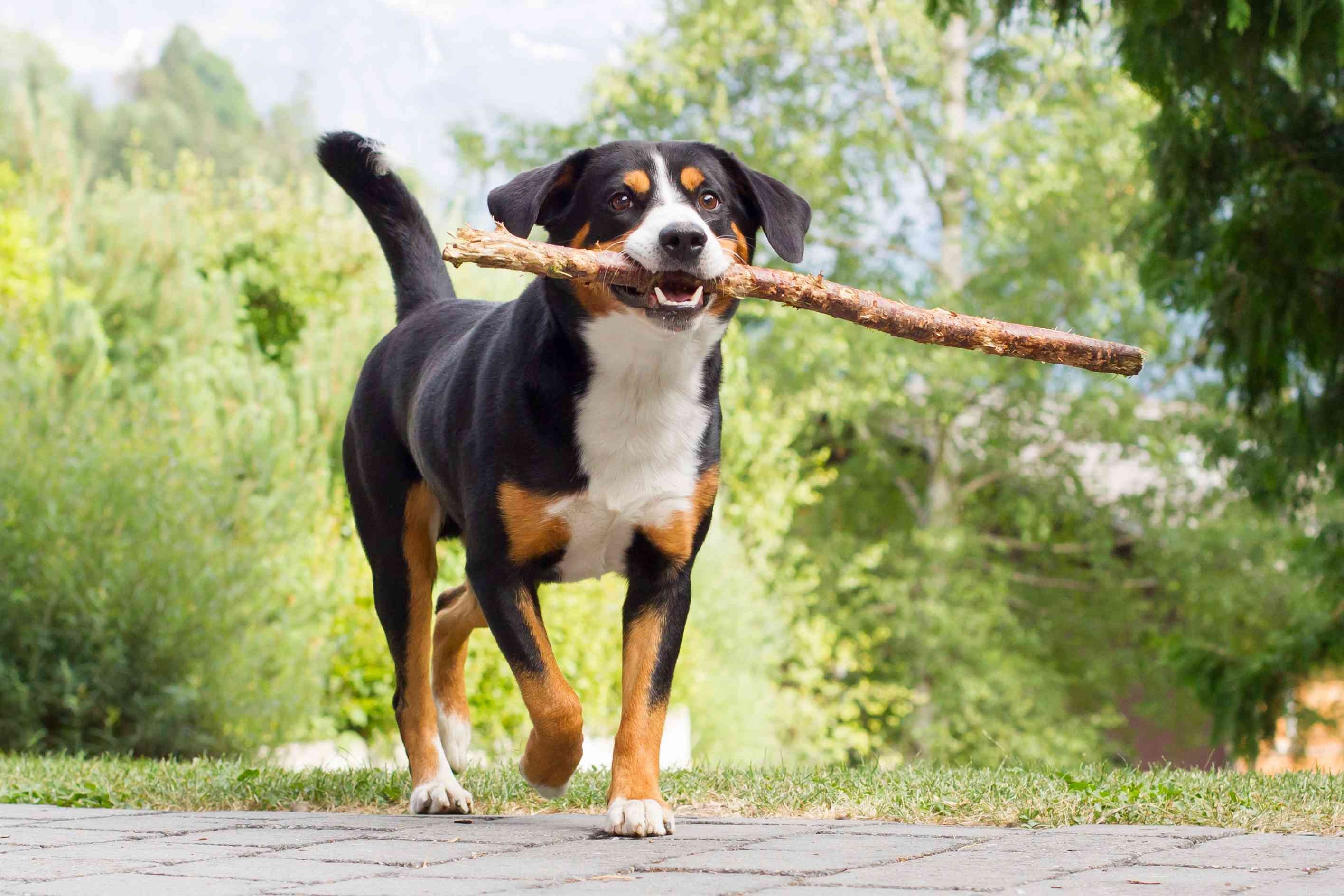 Appenzeller Sennenhund:profilo razza canina