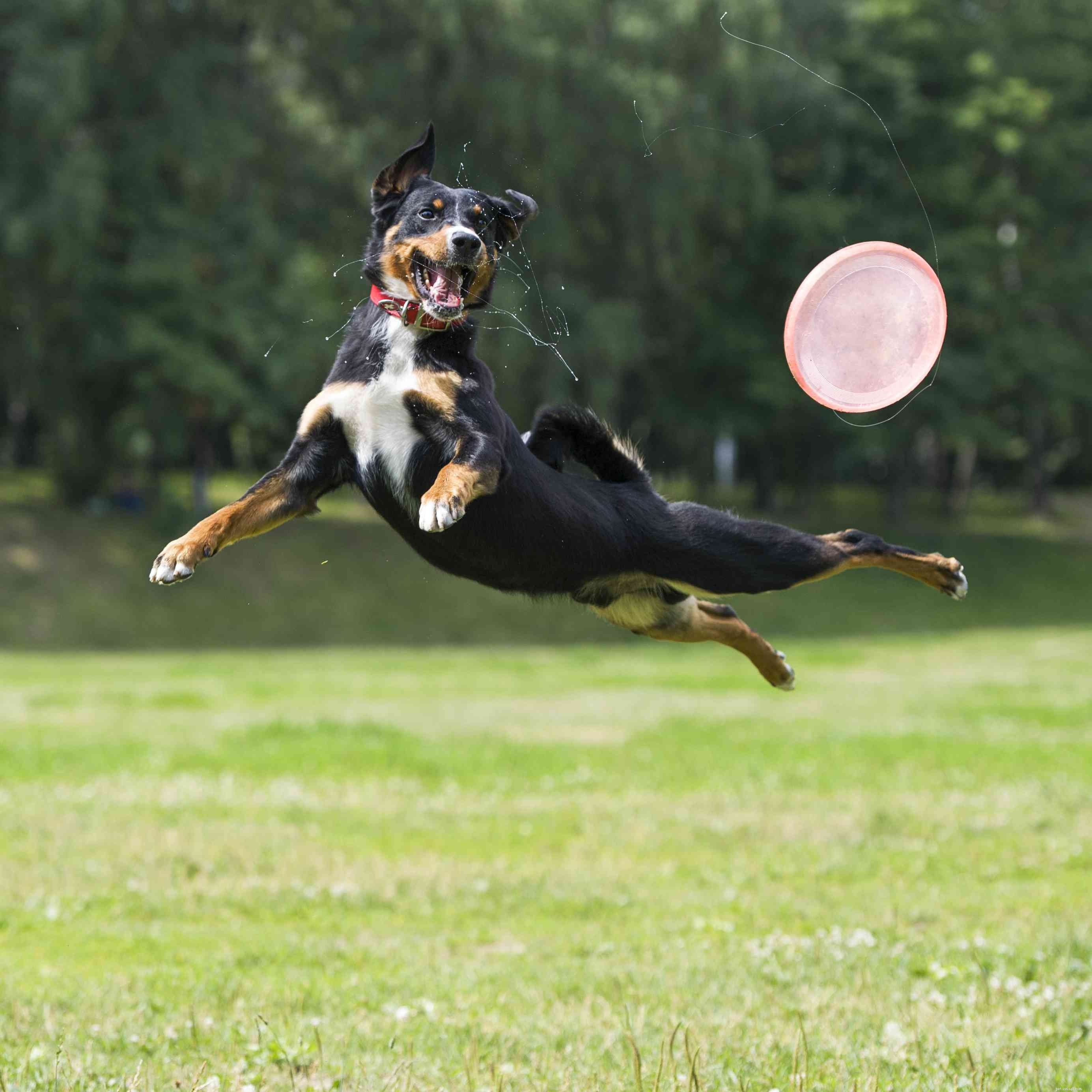 Appenzeller Sennenhund :Profil de race de chien