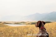 Appenzeller Sennenhund：Dog Breed Profile