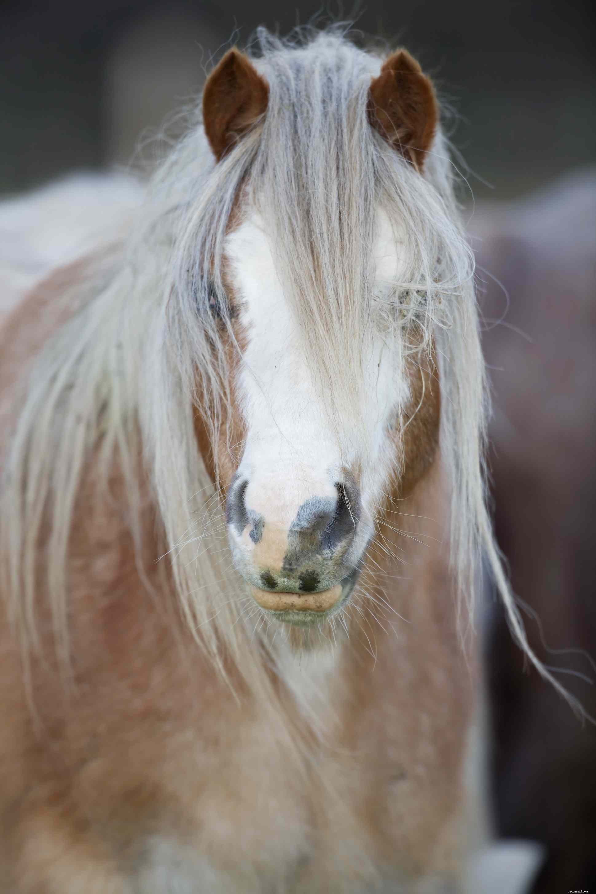 Marcações faciais de cavalo