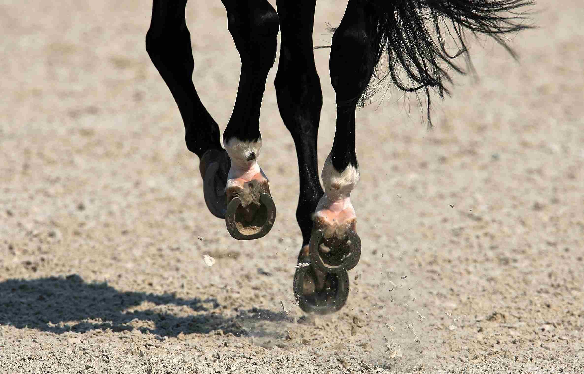 Segni delle gambe sui cavalli