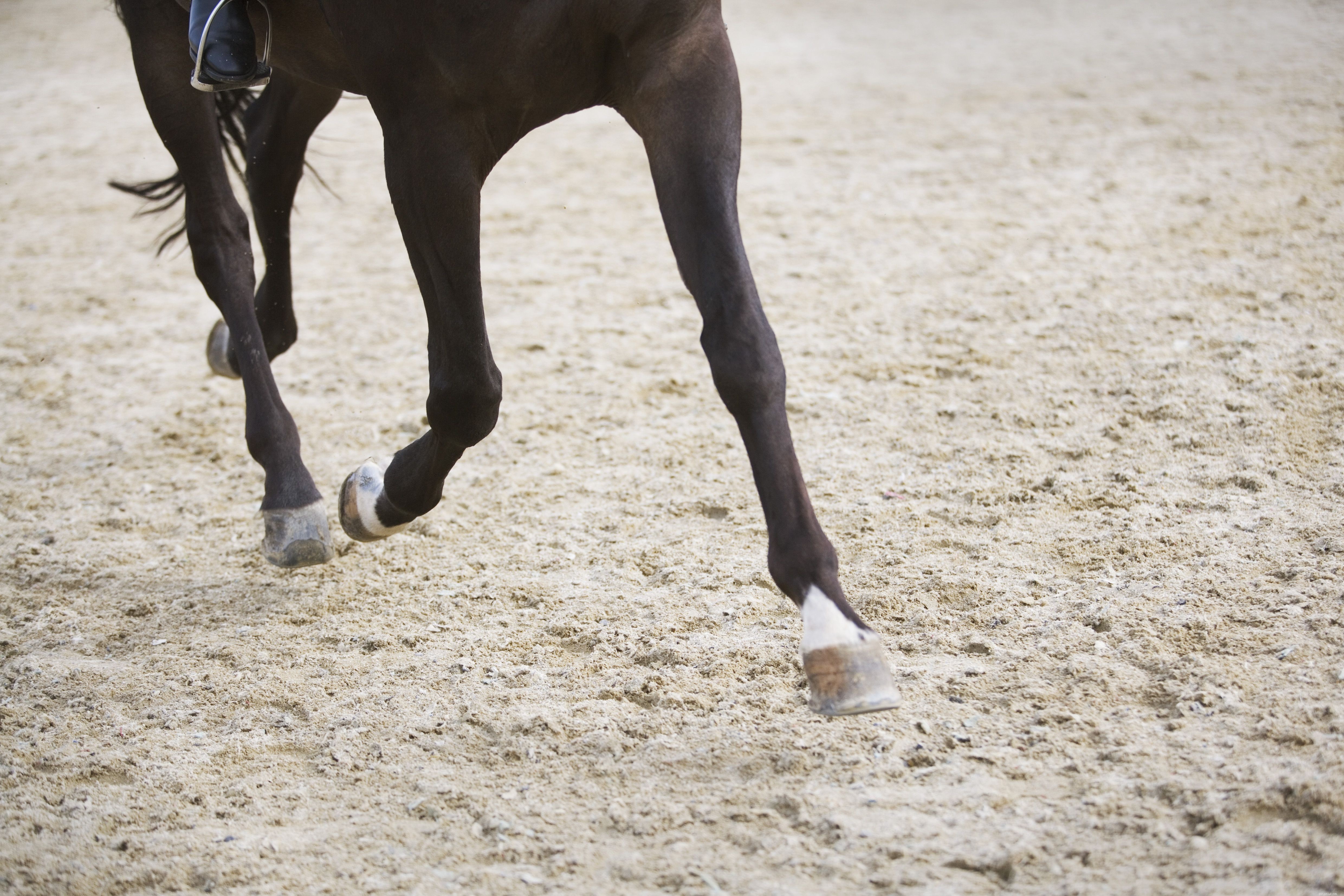 Marcações de patas em cavalos