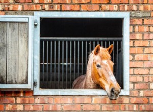 Phrases que vous entendrez pendant une leçon d équitation