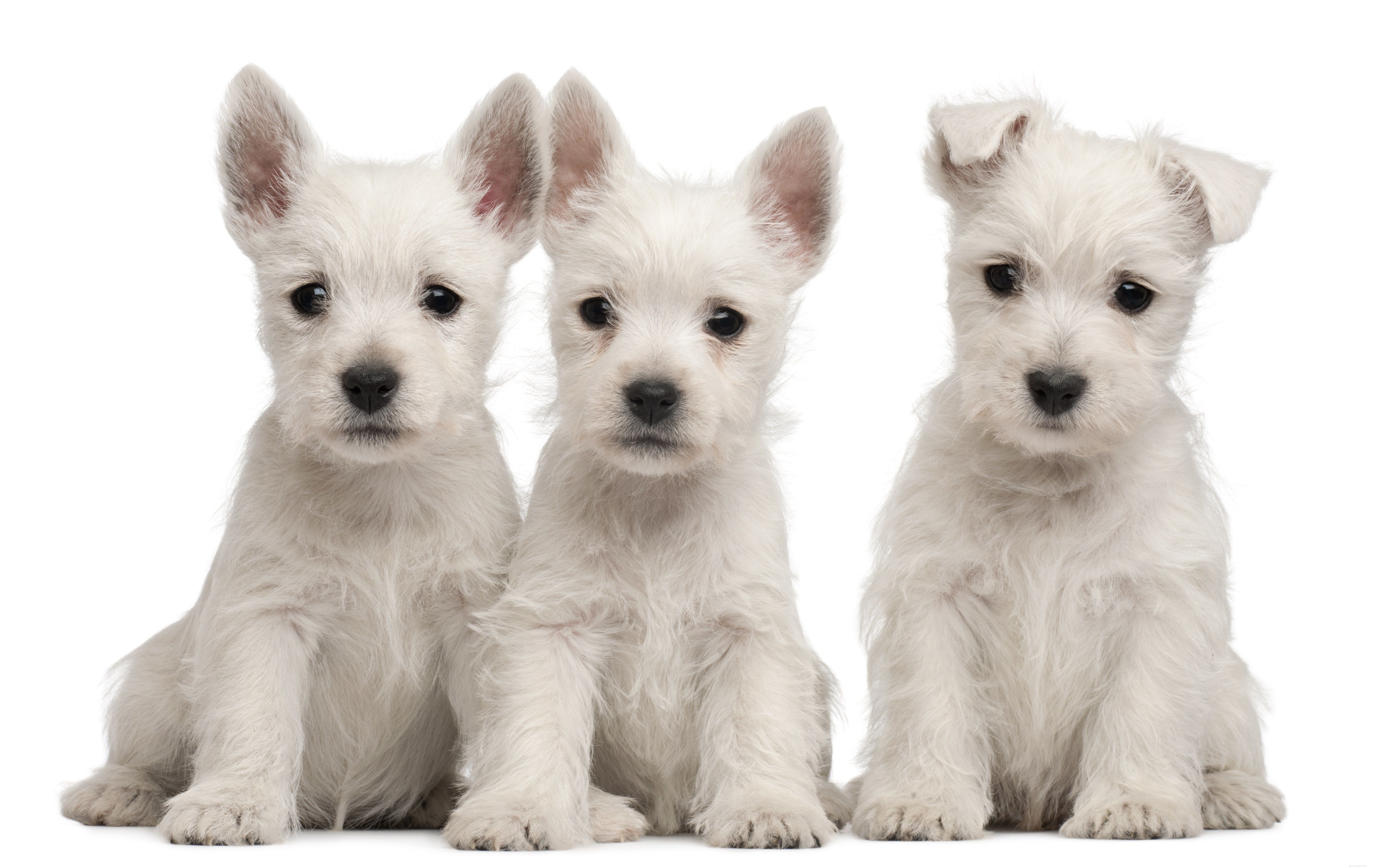 12 Problemi e trattamenti per la pelle dei cuccioli
