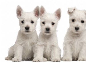 12 problèmes de peau des chiots et traitements