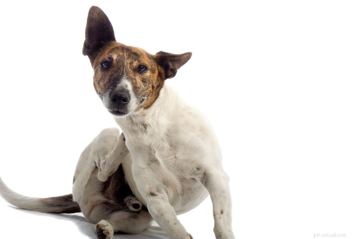 12 проблем с кожей щенков и лечение