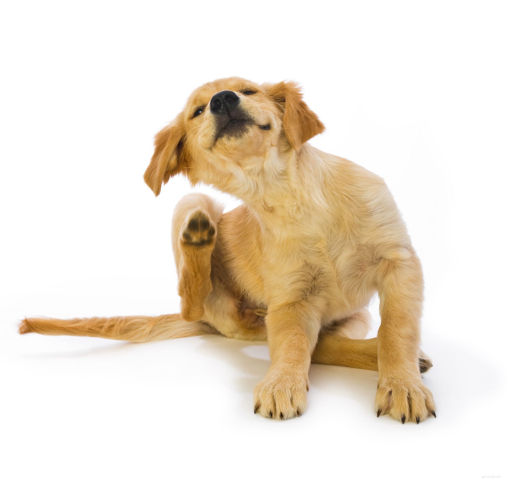 12 проблем с кожей щенков и лечение