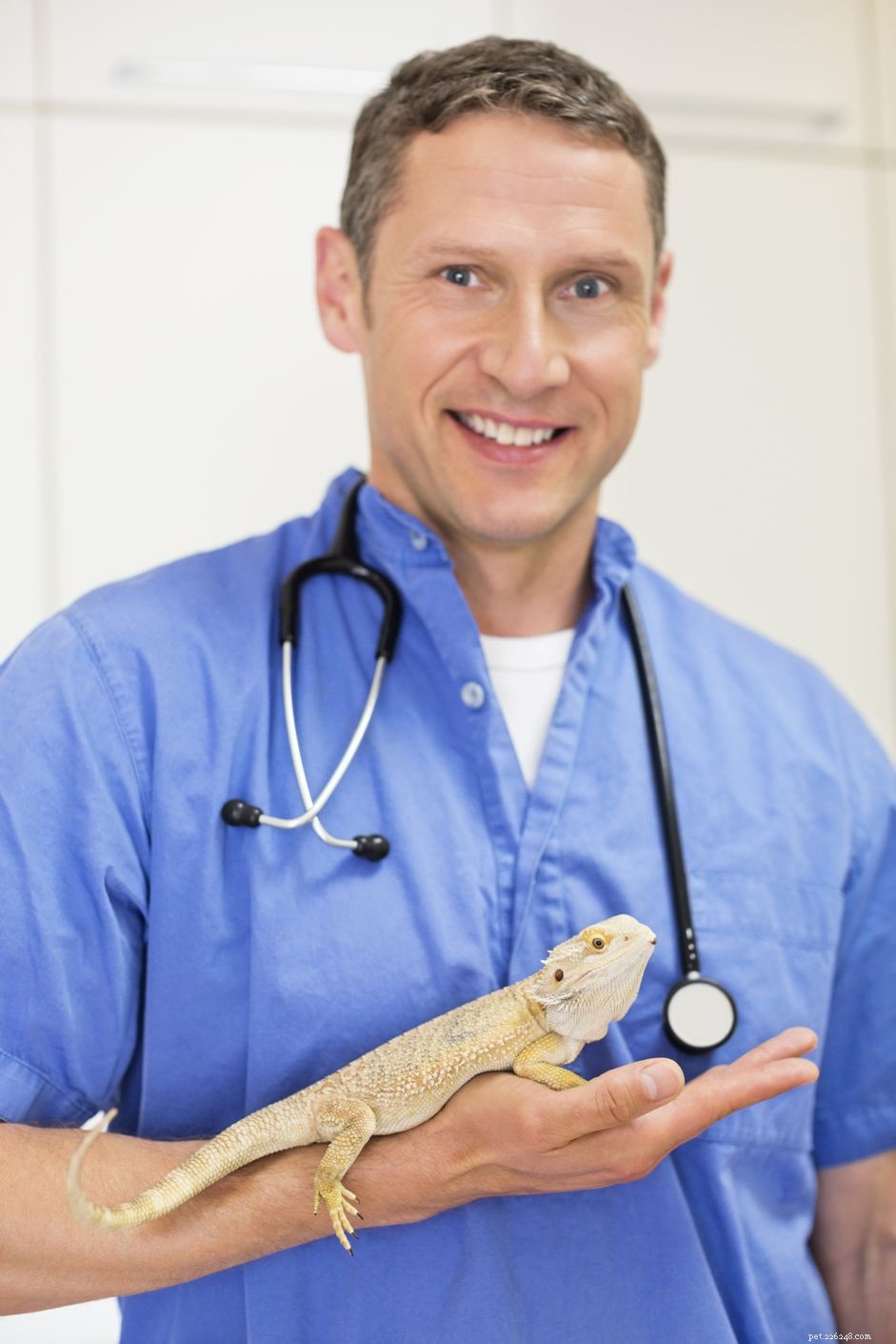 Come trovare un veterinario per il tuo animale domestico esotico