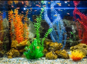 Comment laver et préparer le gravier et le substrat pour un nouvel aquarium