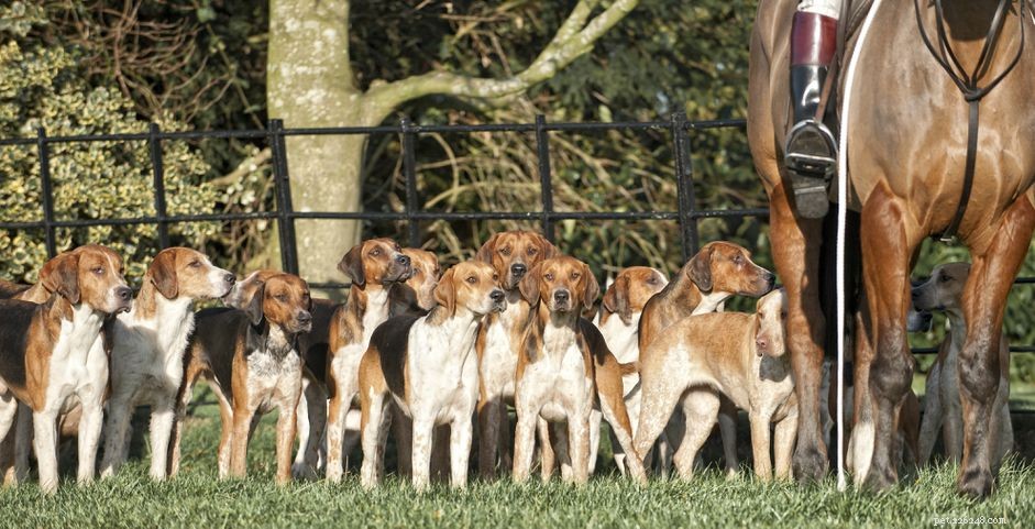 American Foxhound:Hundrasprofil