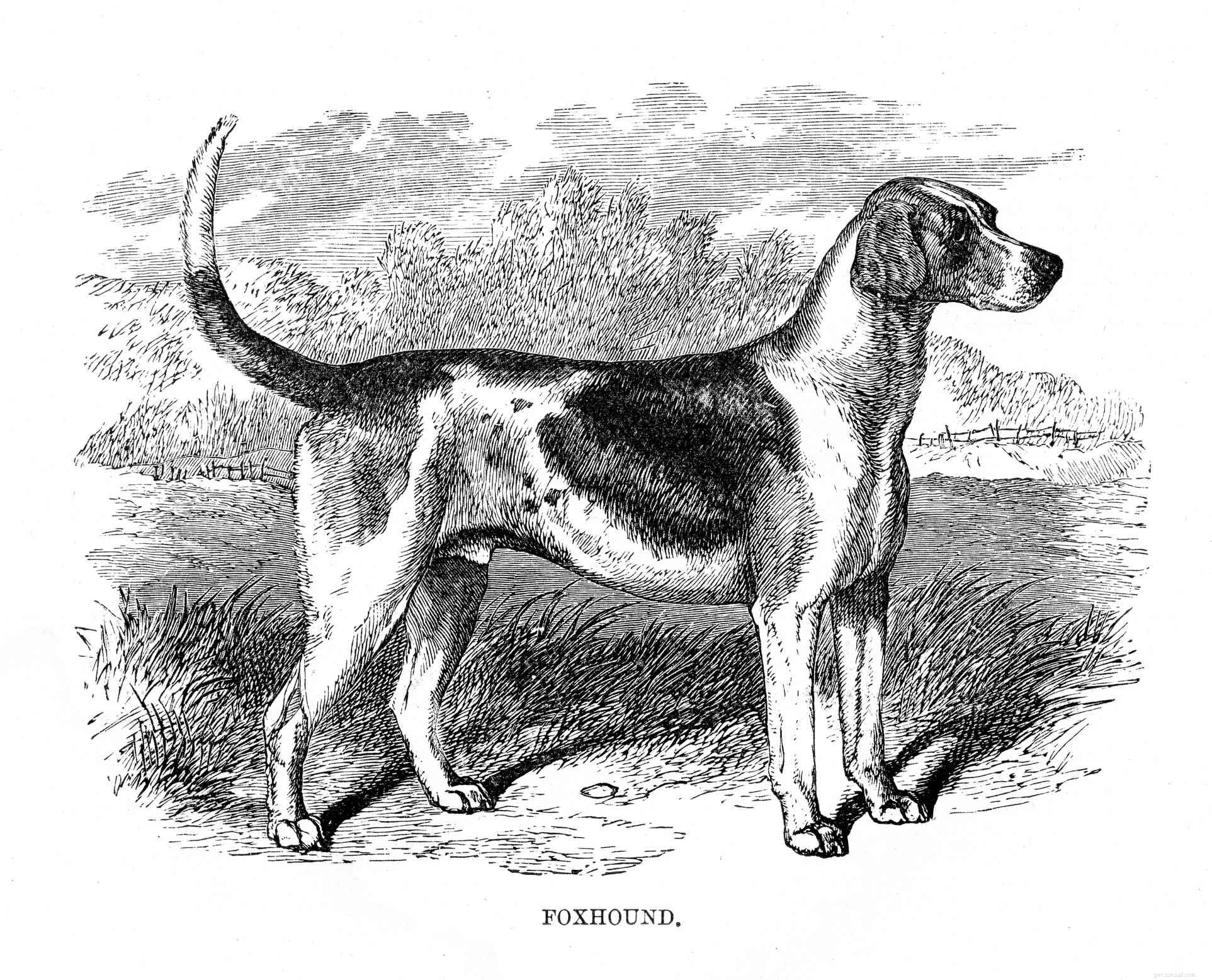 Americký foxhound:Profil psího plemene