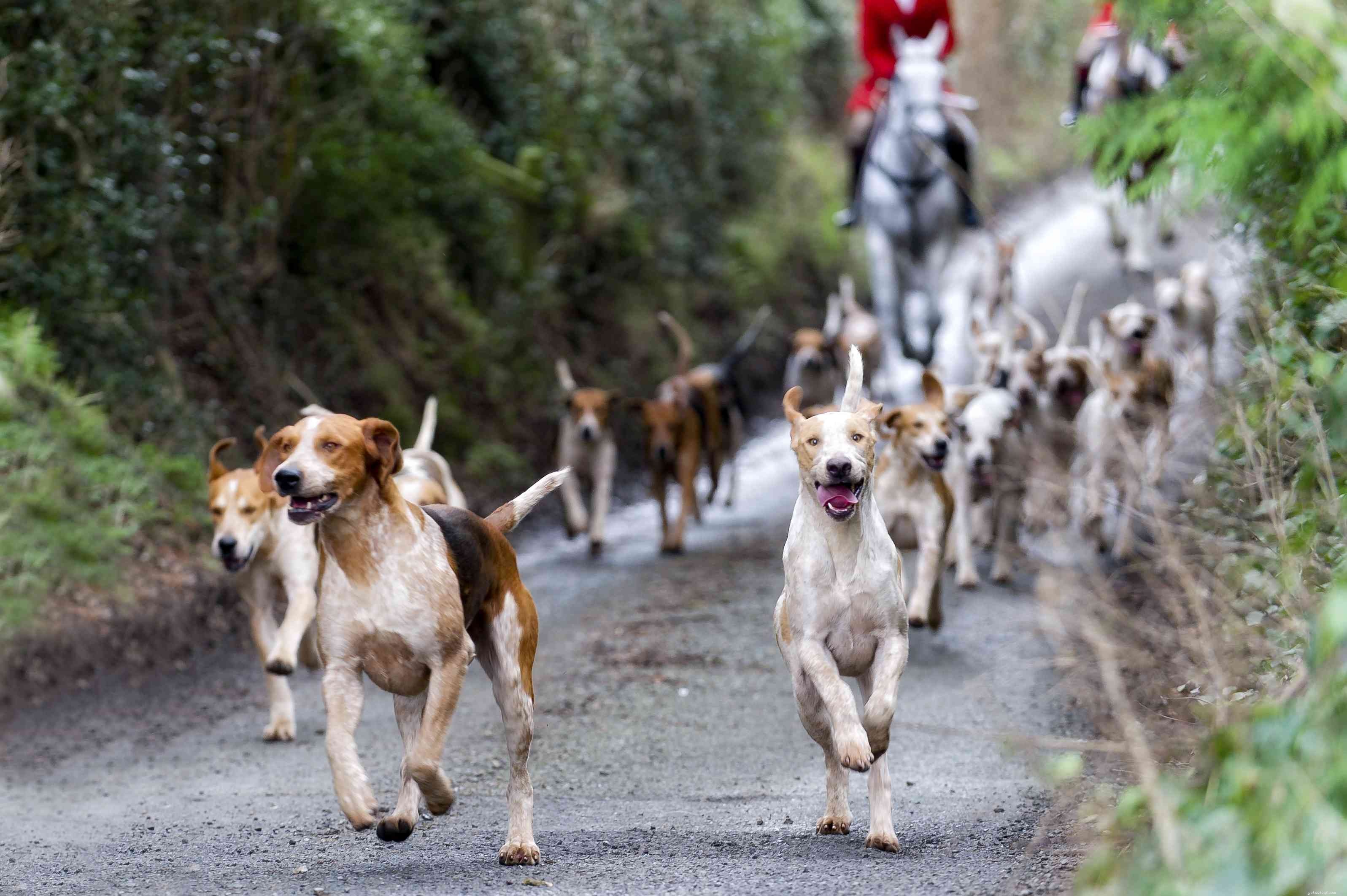 Foxhound americano:profilo di razza canina