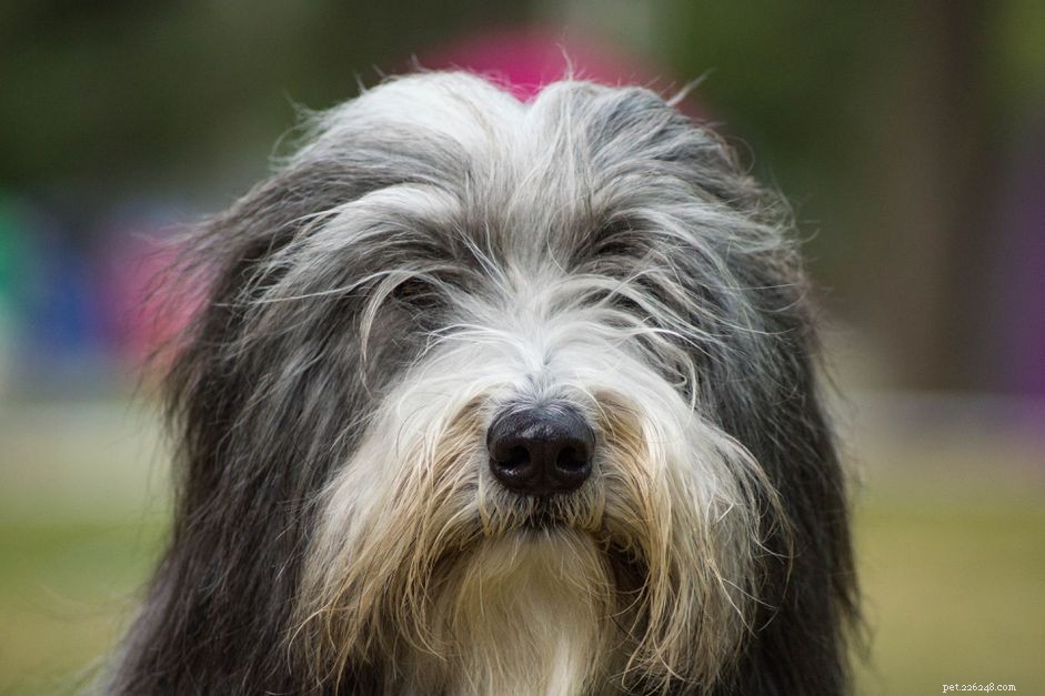 Collie barbuto:profilo razza canina