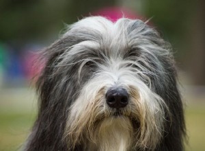 Bearded kolie:Profil psího plemene