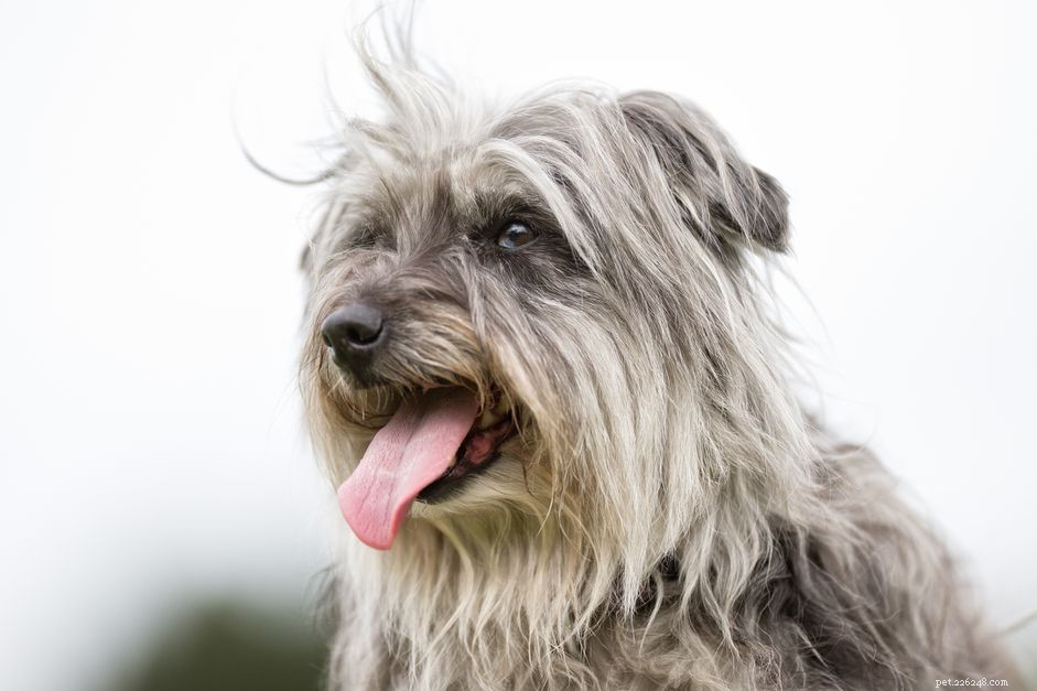 Pyrenean Shepherd (Pyr Shep):hondenrasprofiel