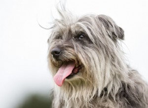 Berger des Pyrénées (Pyr Shep) :profil de race de chien