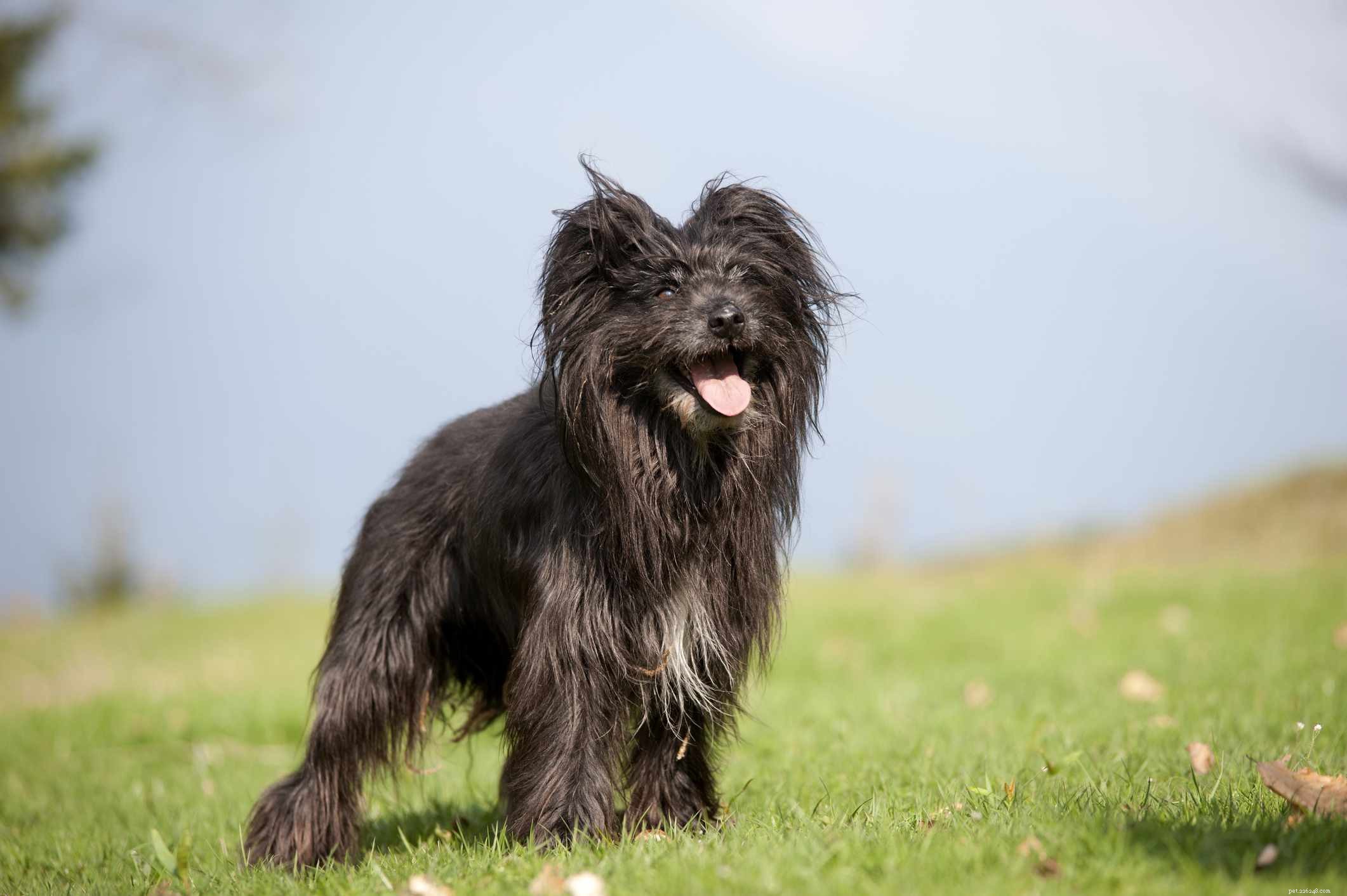Pastore dei Pirenei (Pyr Shep):profilo della razza canina