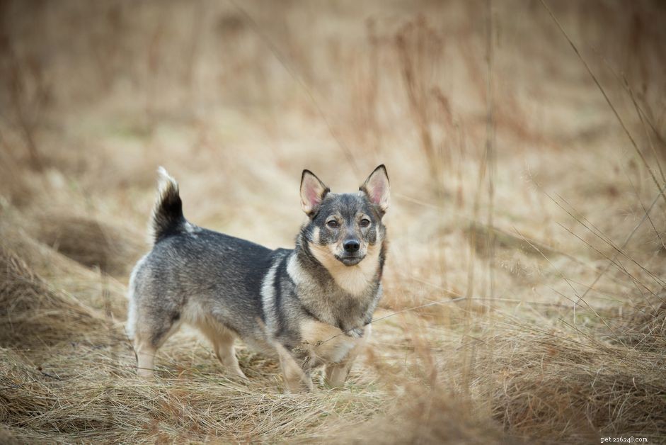 Vallhund sueco:perfil da raça do cão