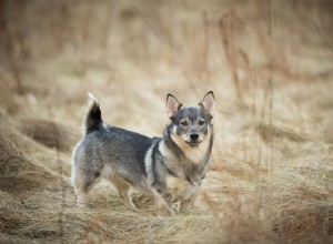 Vallhund suédois :profil de race de chien