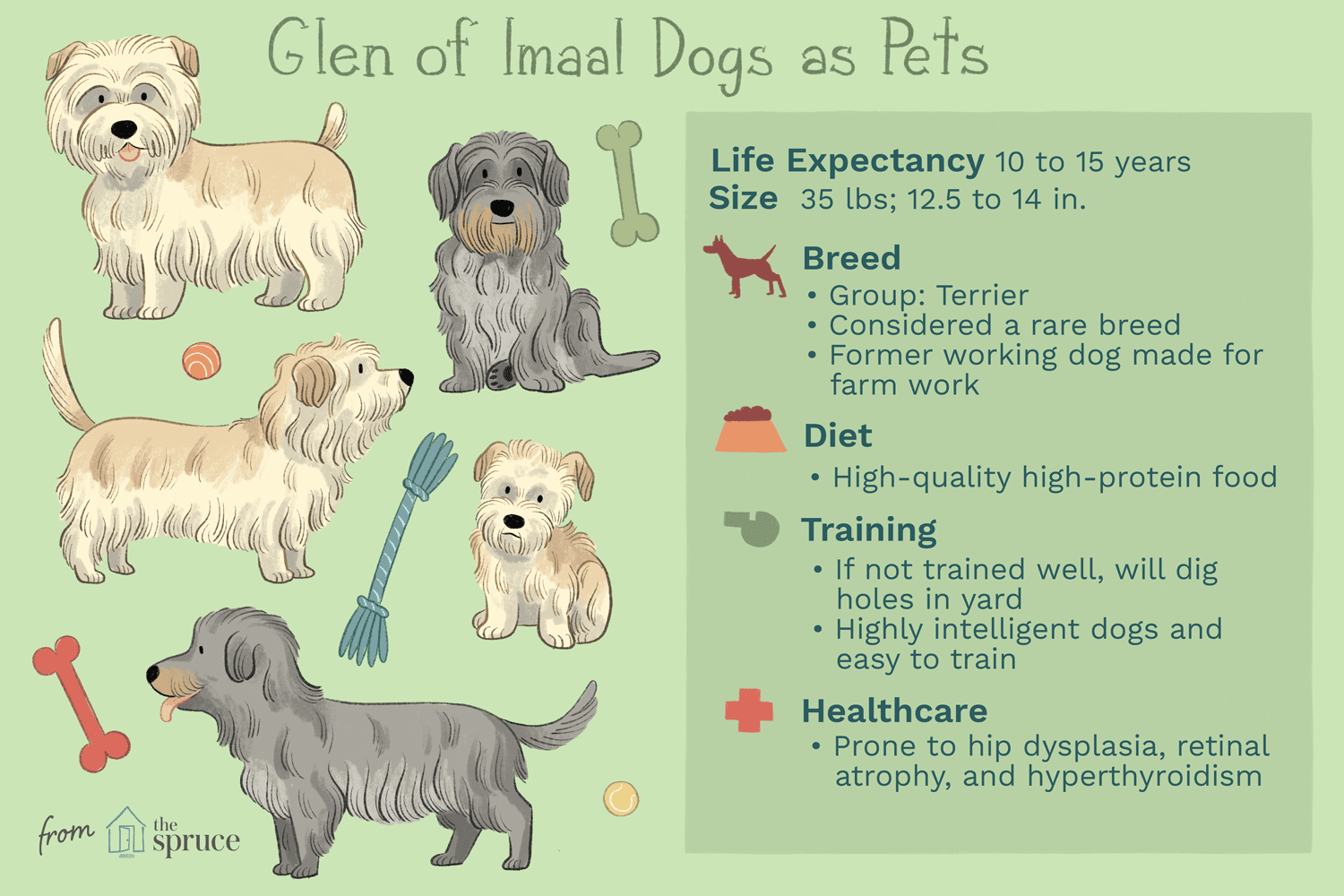 Glen of Imaal Terrier:Perfil da raça do cão
