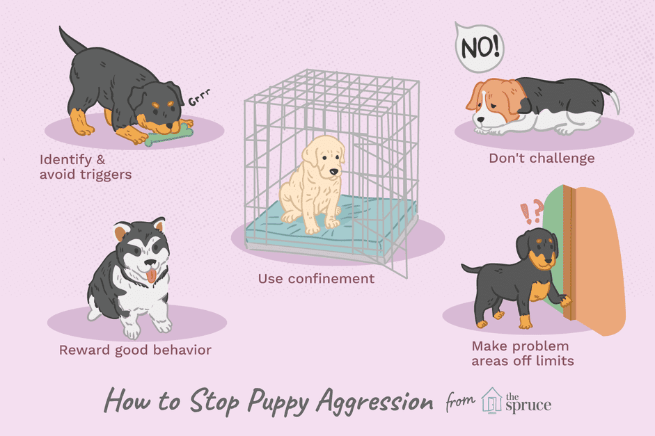 Как остановить конфликтную агрессию у щенков