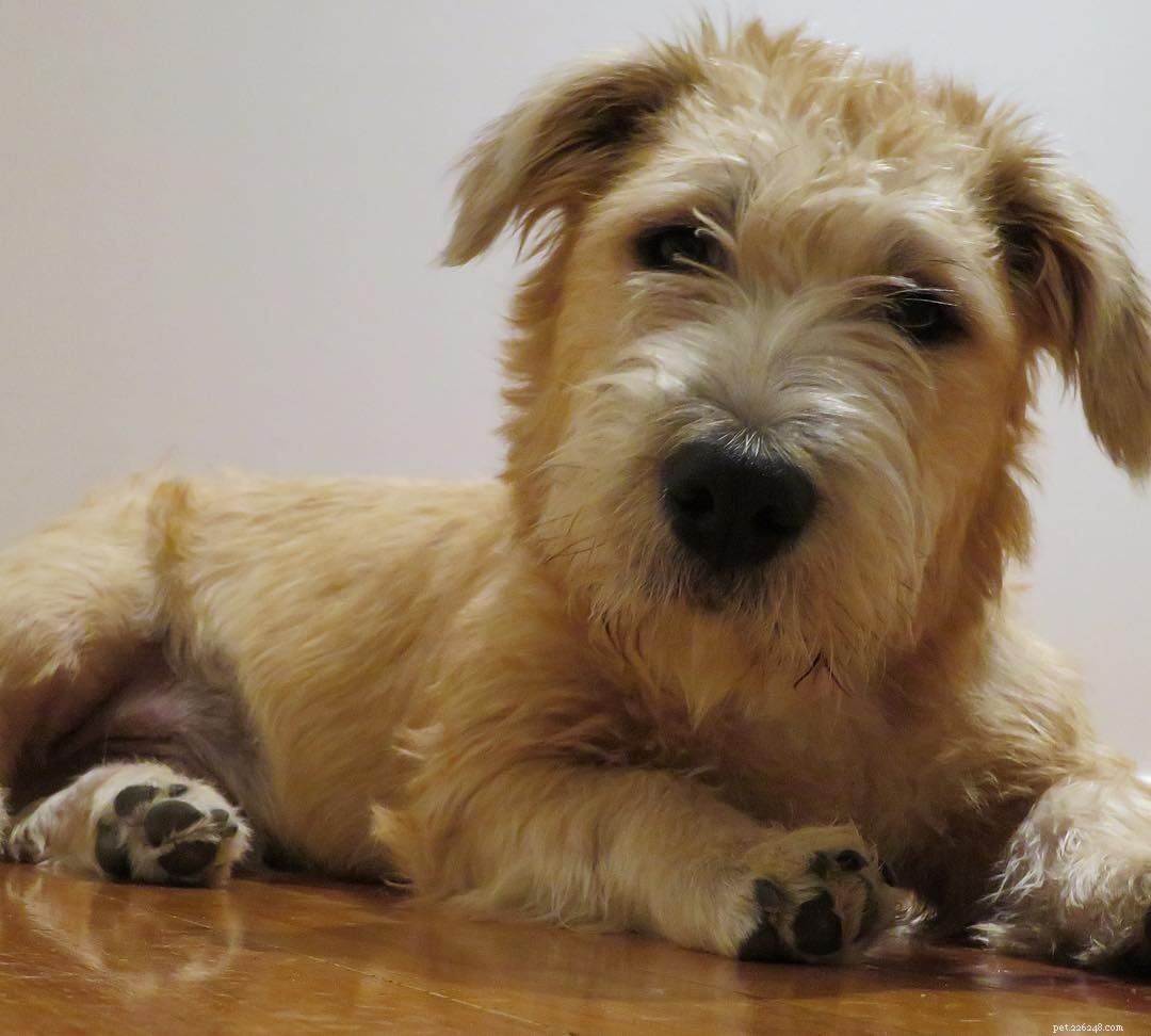 Glen of Imaal Terrier:hondenrasprofiel