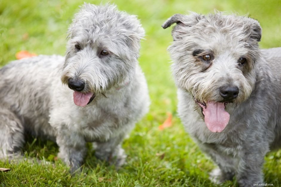 Glen of Imaal Terrier:profilo della razza canina