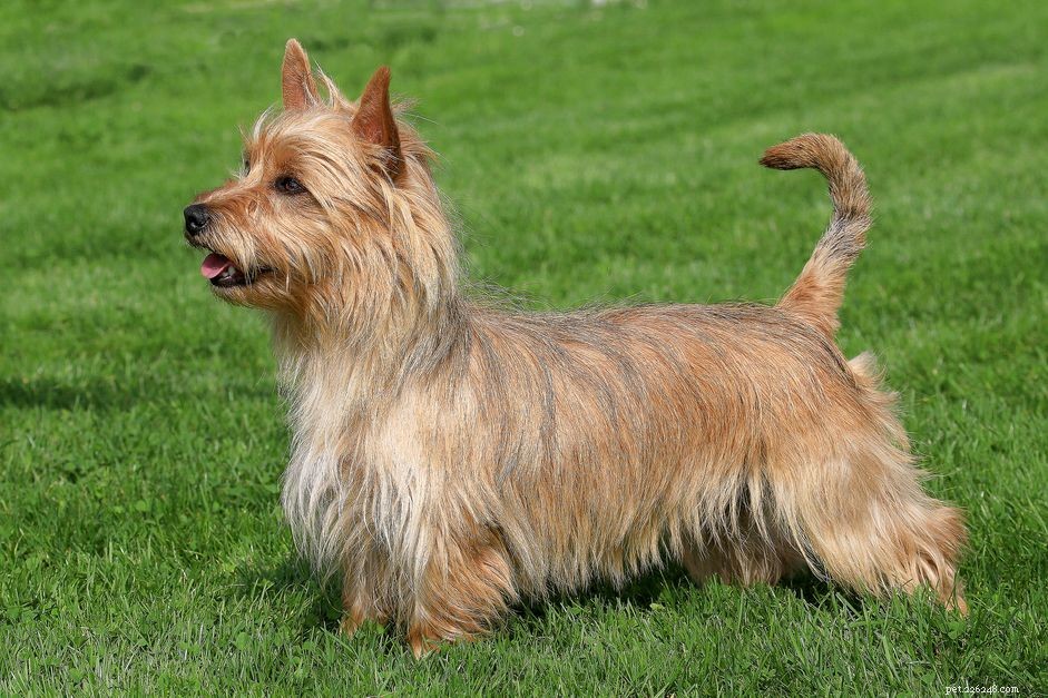 Австралийский терьер (аусси):профиль породы собак