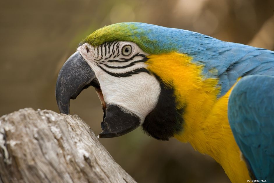 Bluffande (bitande) beteende hos papegojor