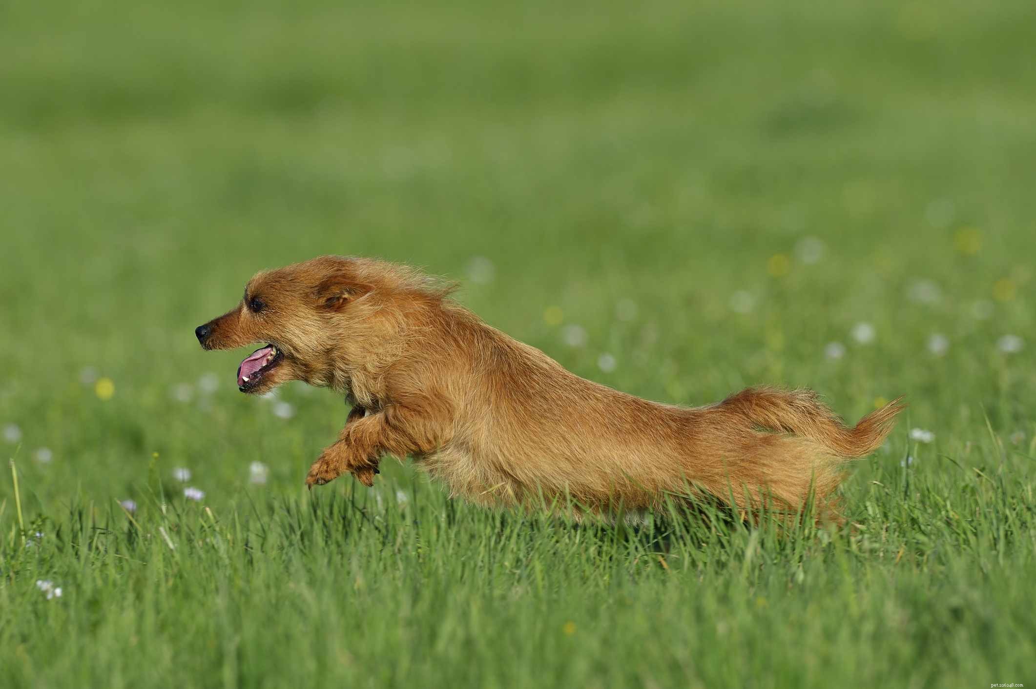 Australian Terrier (Aussie):Perfil da raça do cão
