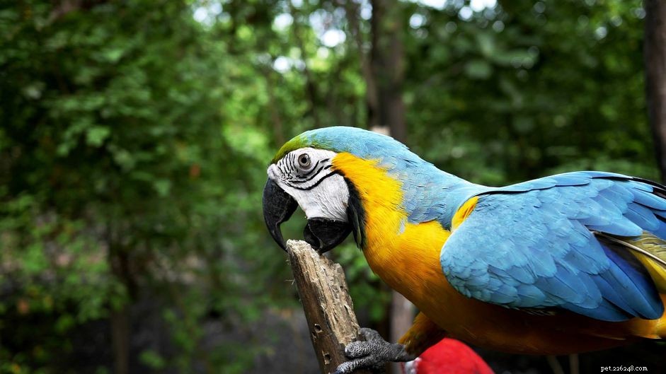 Hur du stoppar din papegoja från att bita