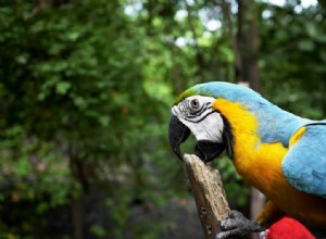 Jak zabránit kousání papouška