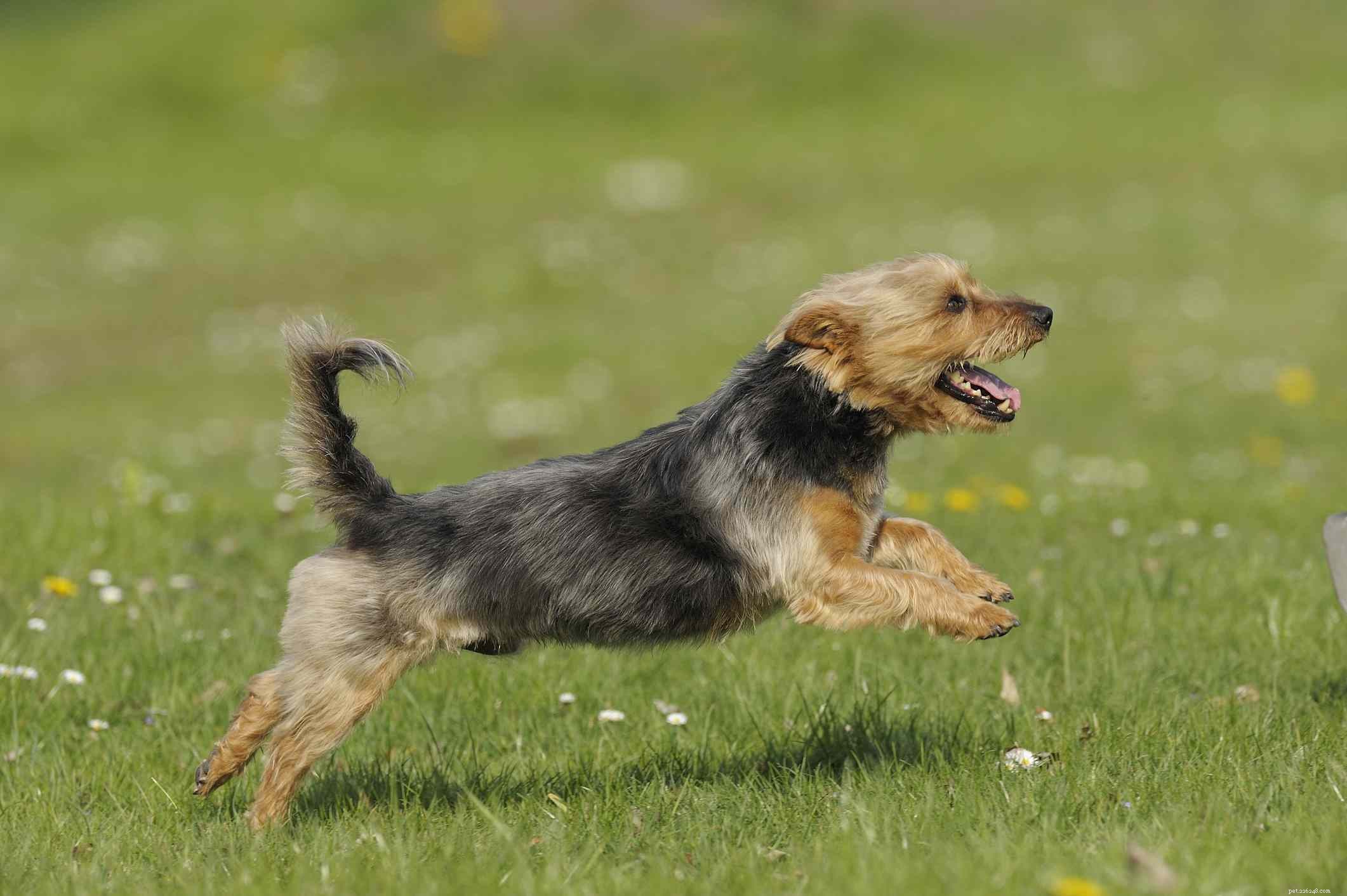 Australian Terrier (Aussie):Perfil da raça do cão