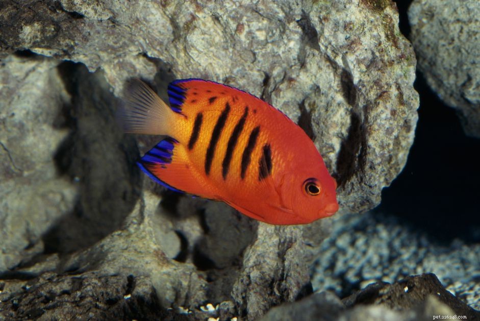 Flame Angelfish Breed Profile