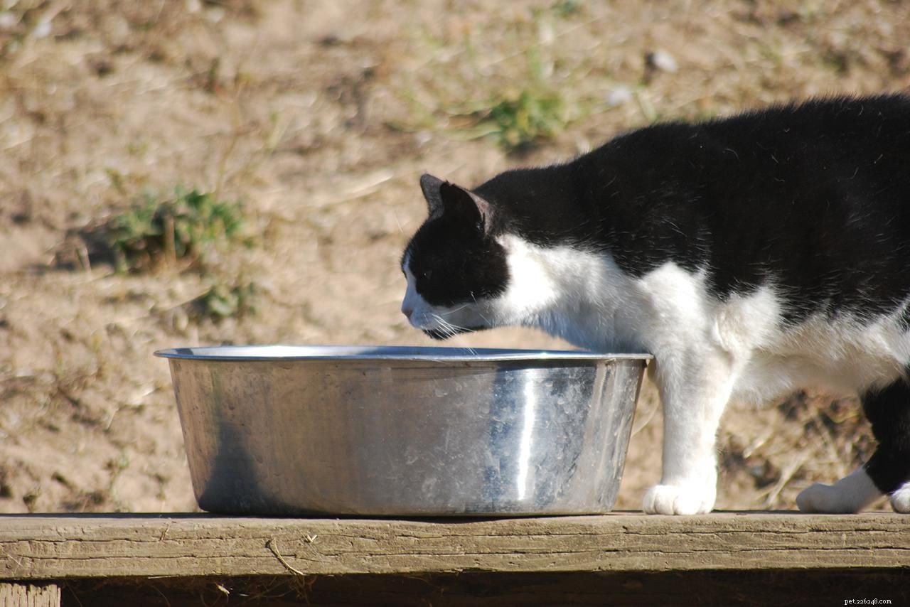 Tři misky na vodu, které povzbudí vaši kočku k pití