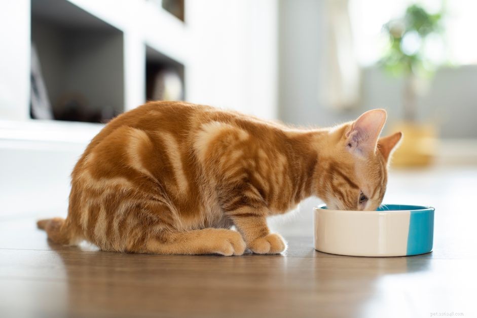 Tre vattenskålar som uppmuntrar din katt att dricka