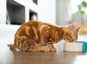고양이가 물을 마시게 하는 세 가지 물그릇