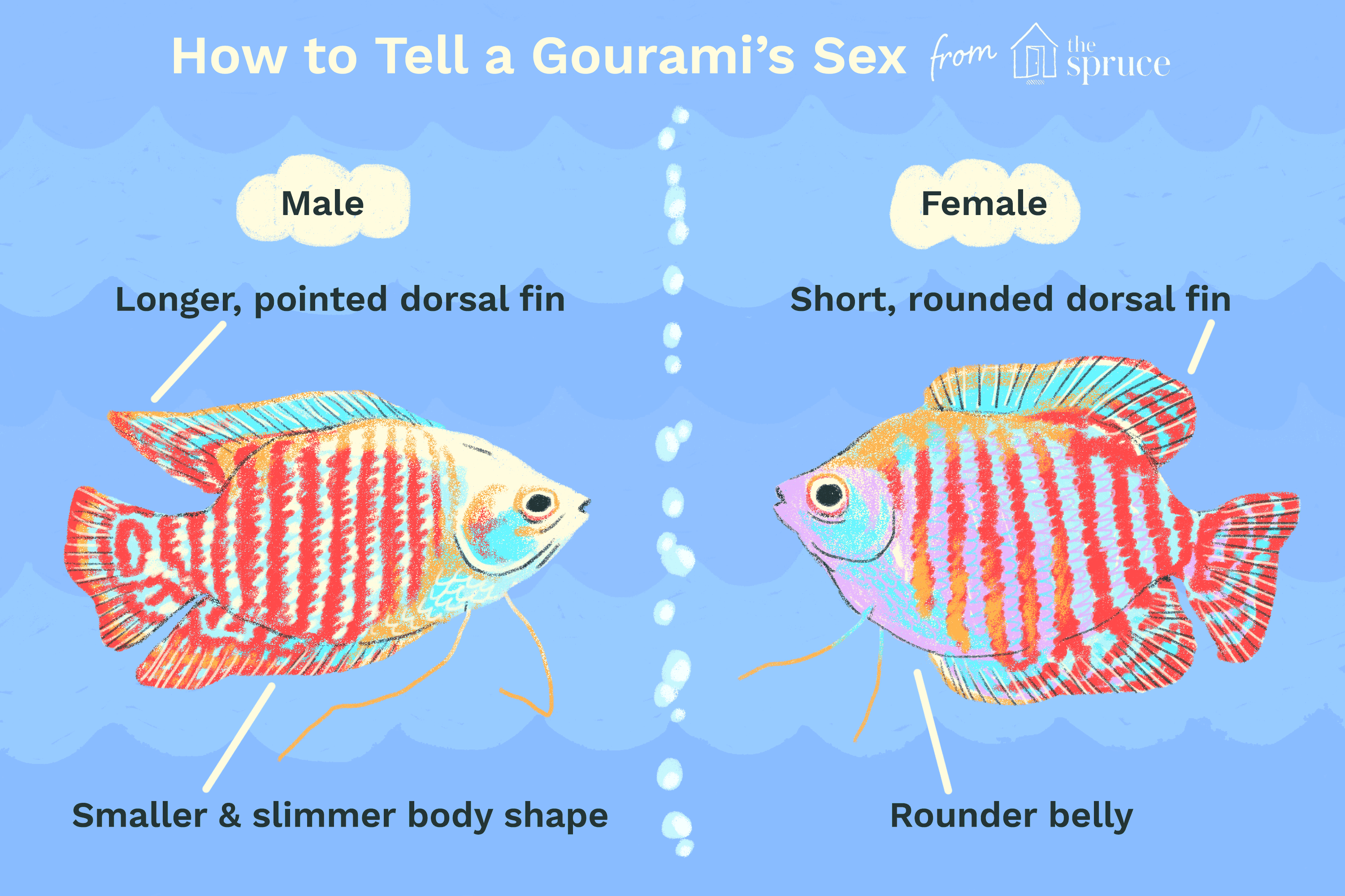 Como posso saber se um gourami é homem ou mulher?