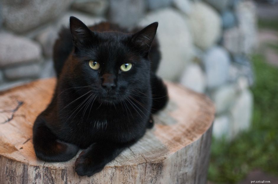 Waarom sommige zwarte katten er anders uitzien in de zon