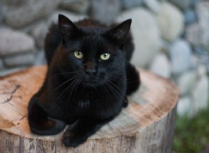 Por que alguns gatos pretos parecem diferentes ao sol