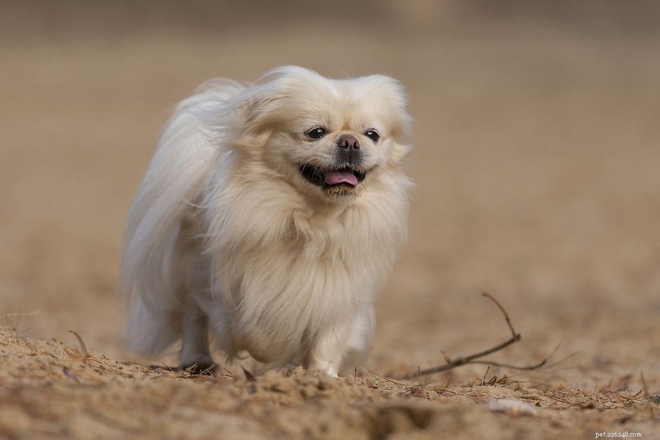 Pechinese:profilo della razza canina