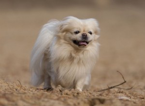 Pekingéz:Profil plemene psa