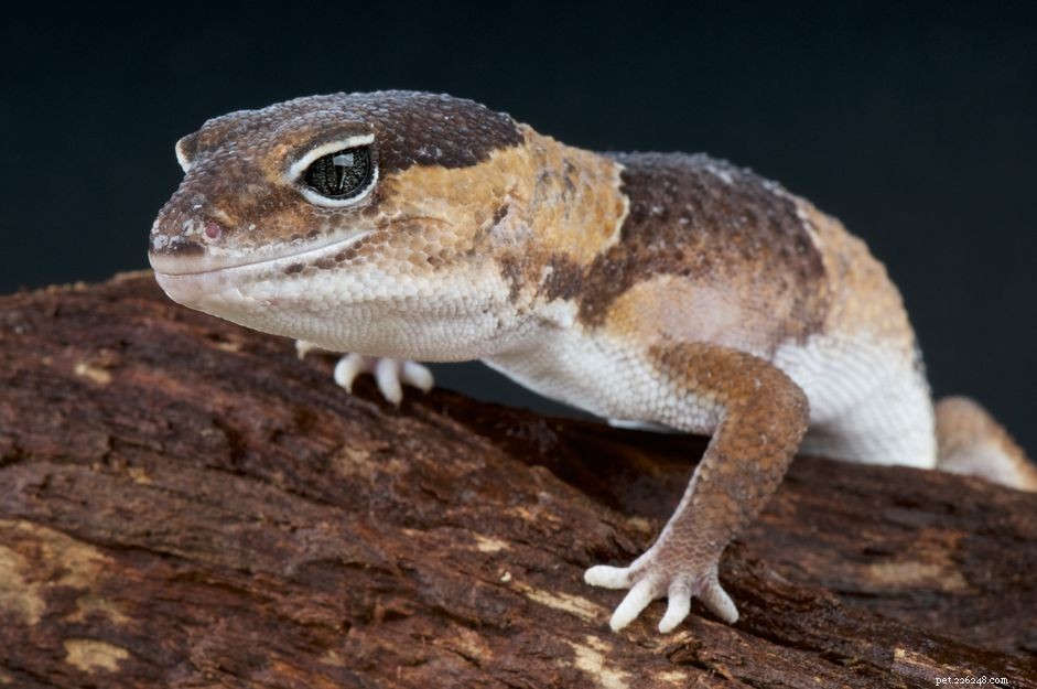 Hémipènes prolabés chez les lézards et les geckos