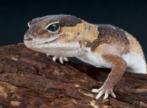 Hémipènes prolabés chez les lézards et les geckos