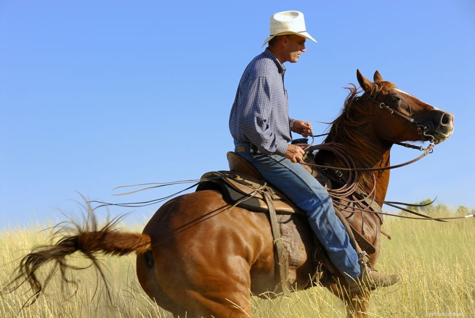 Pedaços de equitação ocidentais