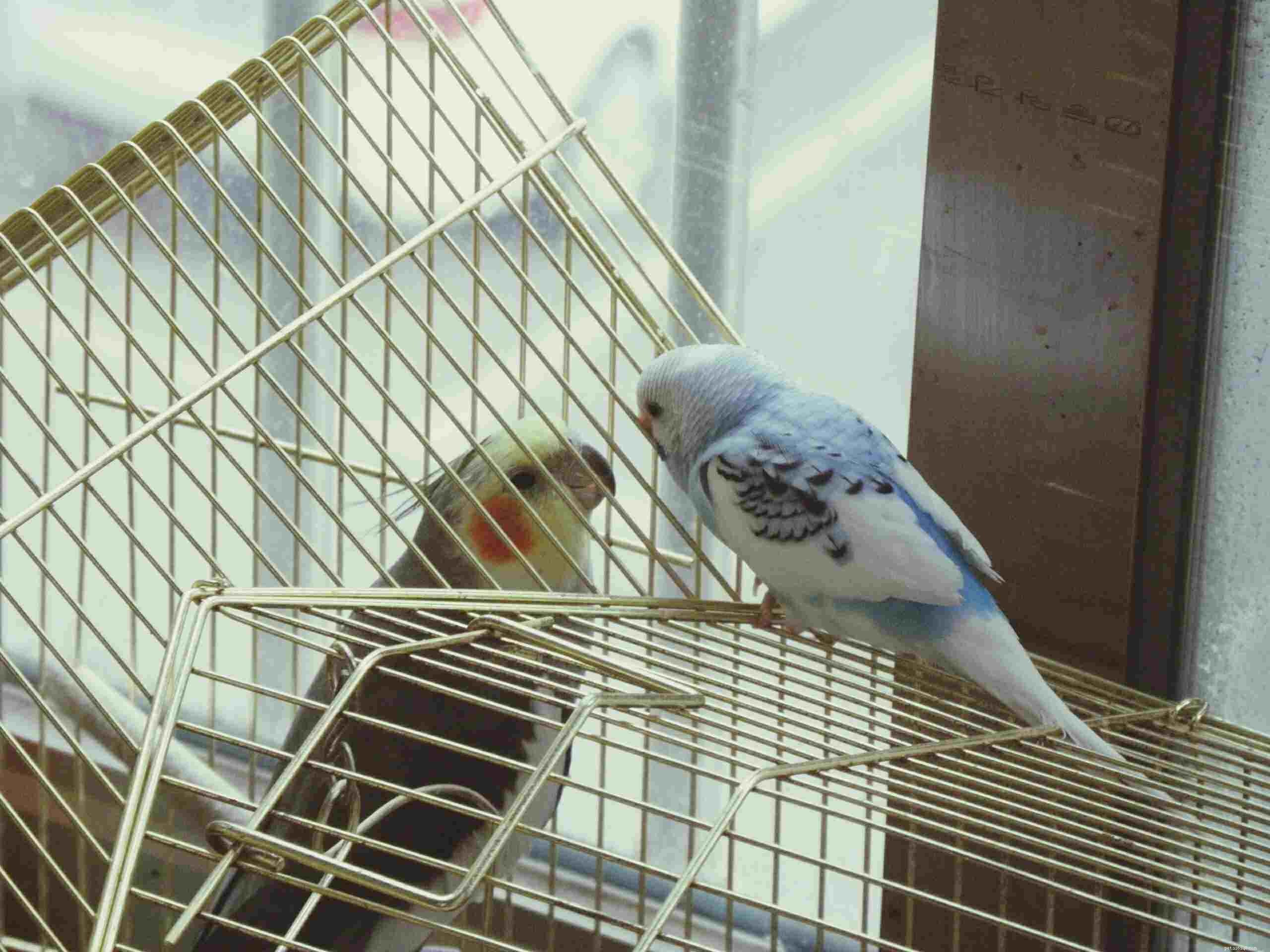 Apresentando um novo pássaro ao seu papagaio