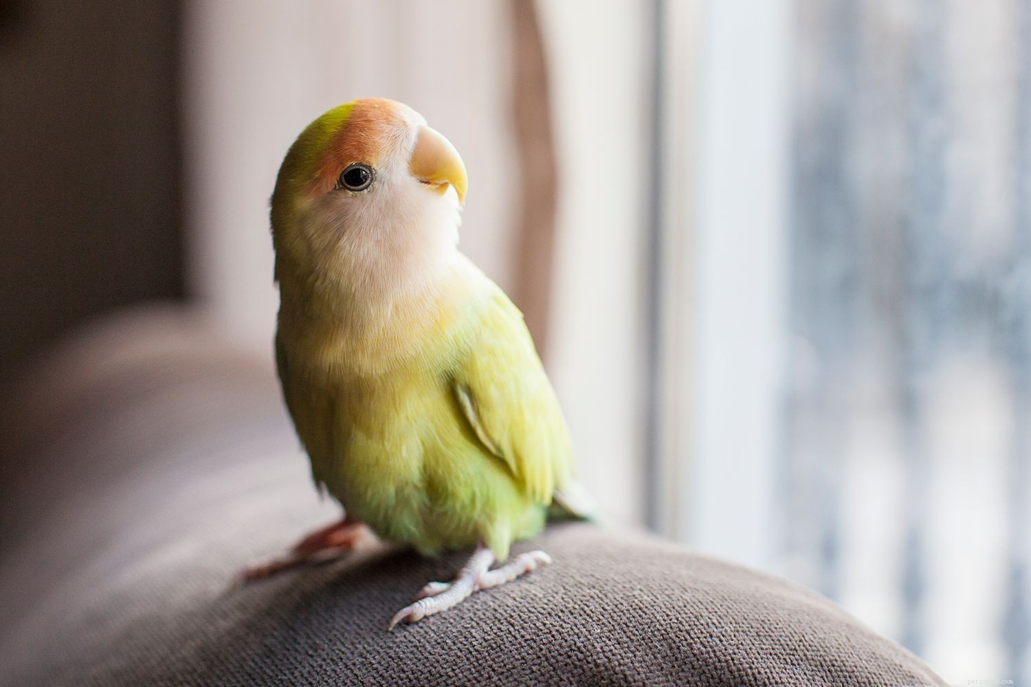 Vi presenterar en ny fågel för din papegoja